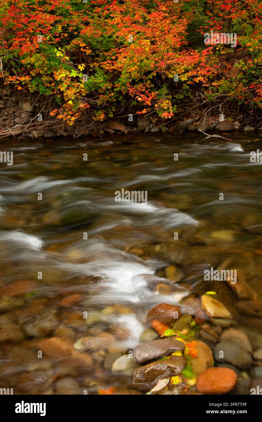 North Fork of the Middle Fork Willamette Wild and Scenic River, Aufderheide National Scenic Byway, Willamette National Forest, Oregon Stockfoto