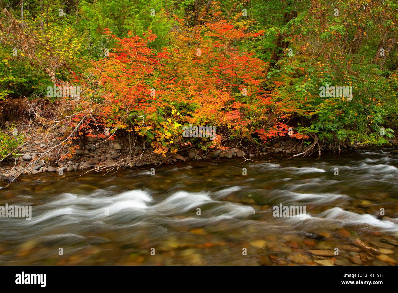North Fork of the Middle Fork Willamette Wild and Scenic River, Aufderheide National Scenic Byway, Willamette National Forest, Oregon Stockfoto
