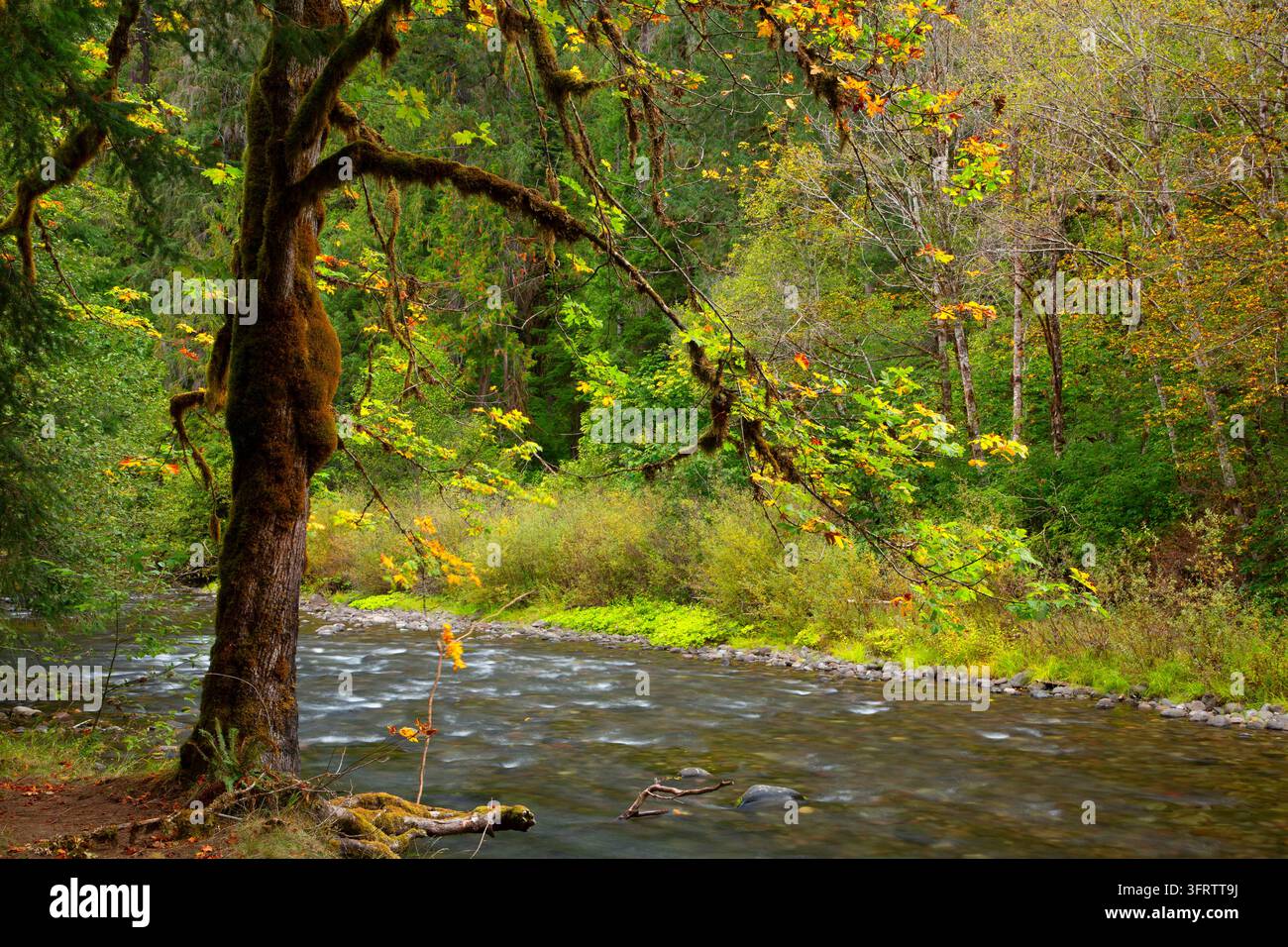 North Fork of the Middle Fork Willamette Wild and Scenic River, Aufderheide National Scenic Byway, Willamette National Forest, Oregon Stockfoto