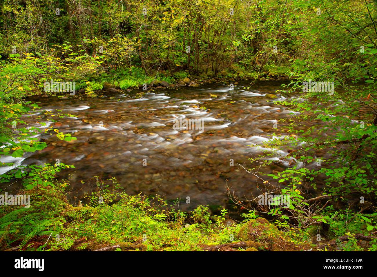 North Fork of the Middle Fork Willamette Wild and Scenic River, Aufderheide National Scenic Byway, Willamette National Forest, Oregon Stockfoto
