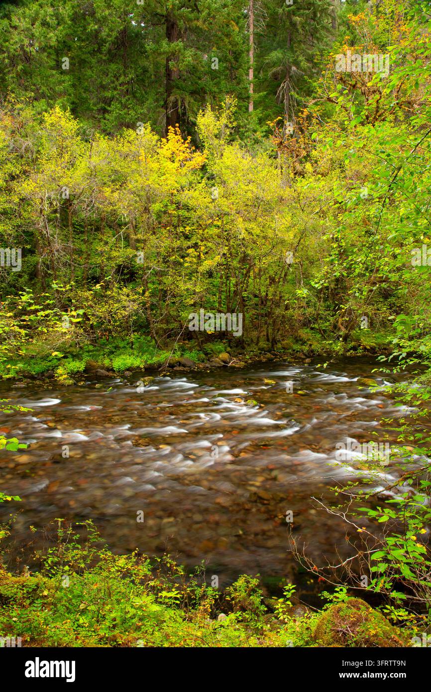 North Fork of the Middle Fork Willamette Wild and Scenic River, Aufderheide National Scenic Byway, Willamette National Forest, Oregon Stockfoto