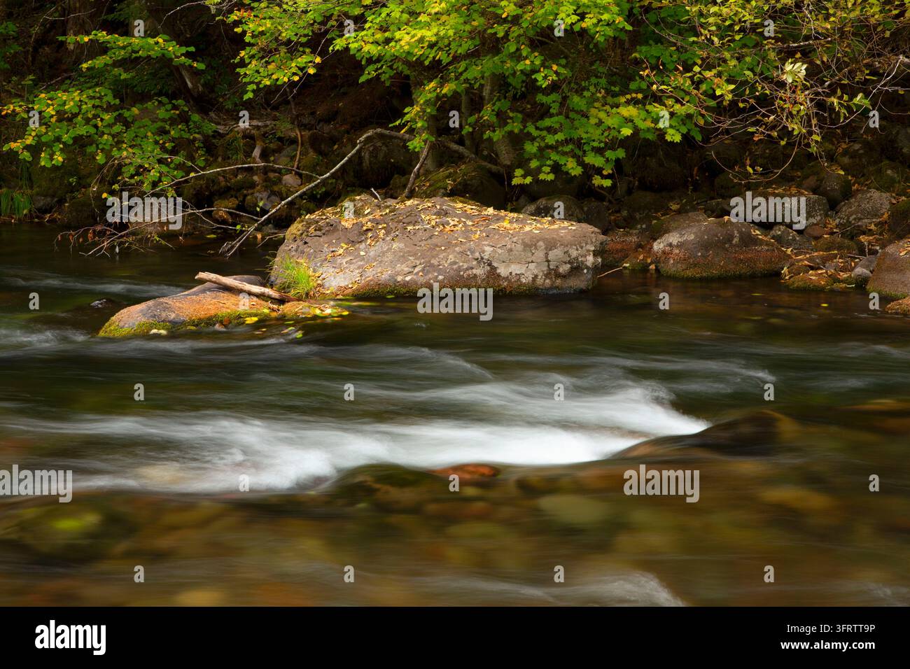 North Fork of the Middle Fork Willamette Wild and Scenic River, Aufderheide National Scenic Byway, Willamette National Forest, Oregon Stockfoto