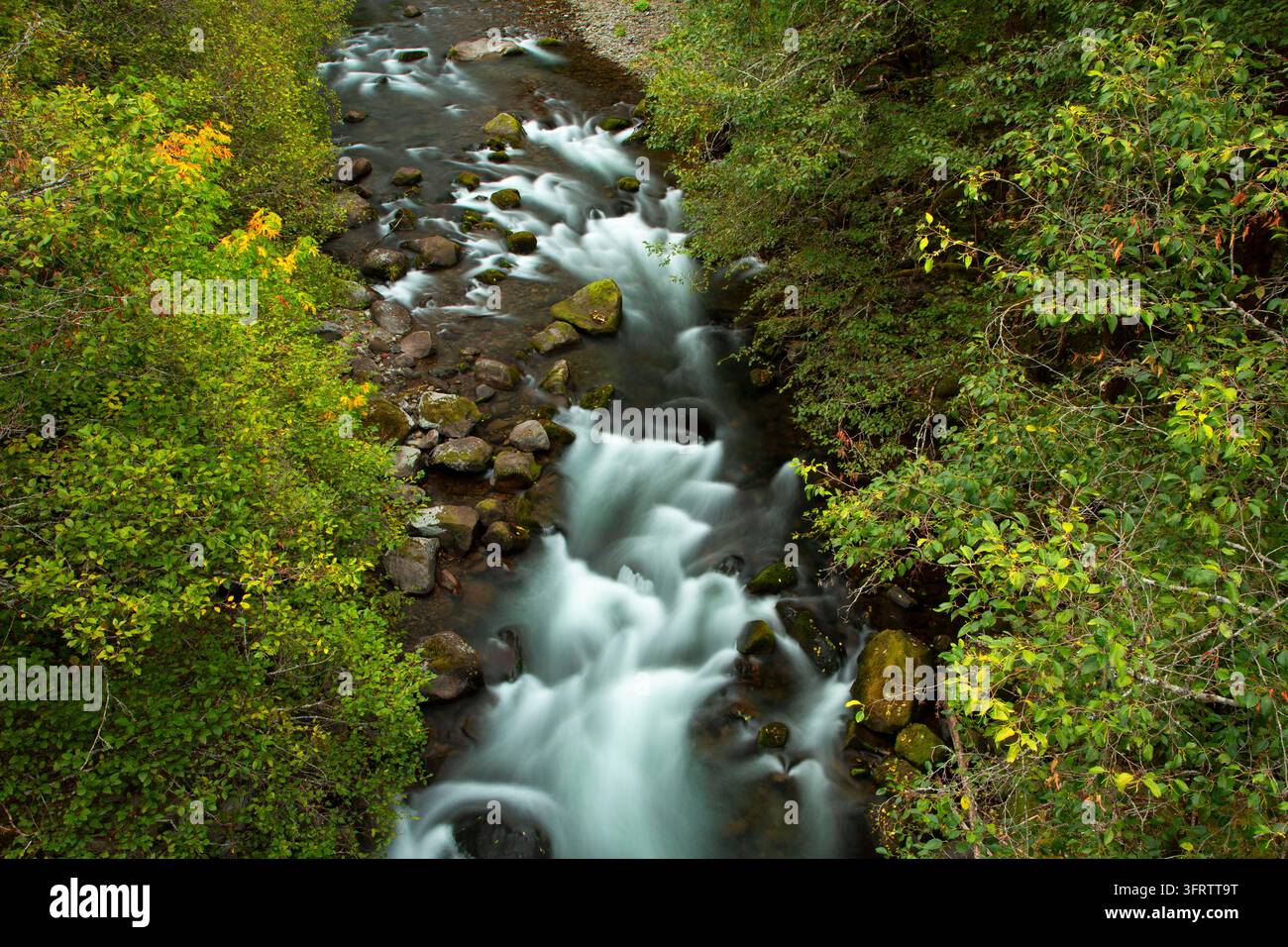 North Fork of the Middle Fork Willamette Wild and Scenic River, Aufderheide National Scenic Byway, Willamette National Forest, Oregon Stockfoto