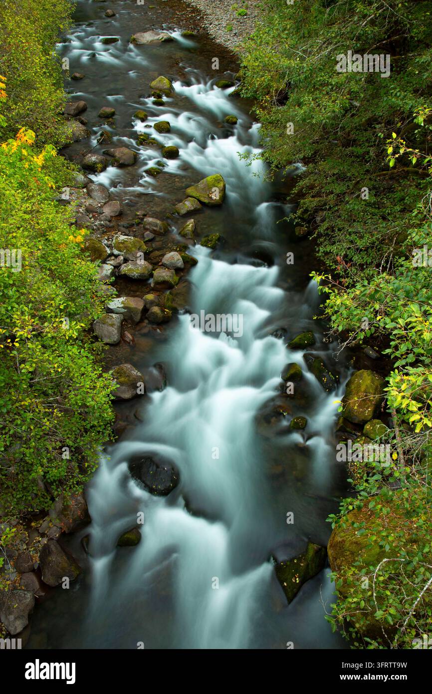 North Fork of the Middle Fork Willamette Wild and Scenic River, Aufderheide National Scenic Byway, Willamette National Forest, Oregon Stockfoto
