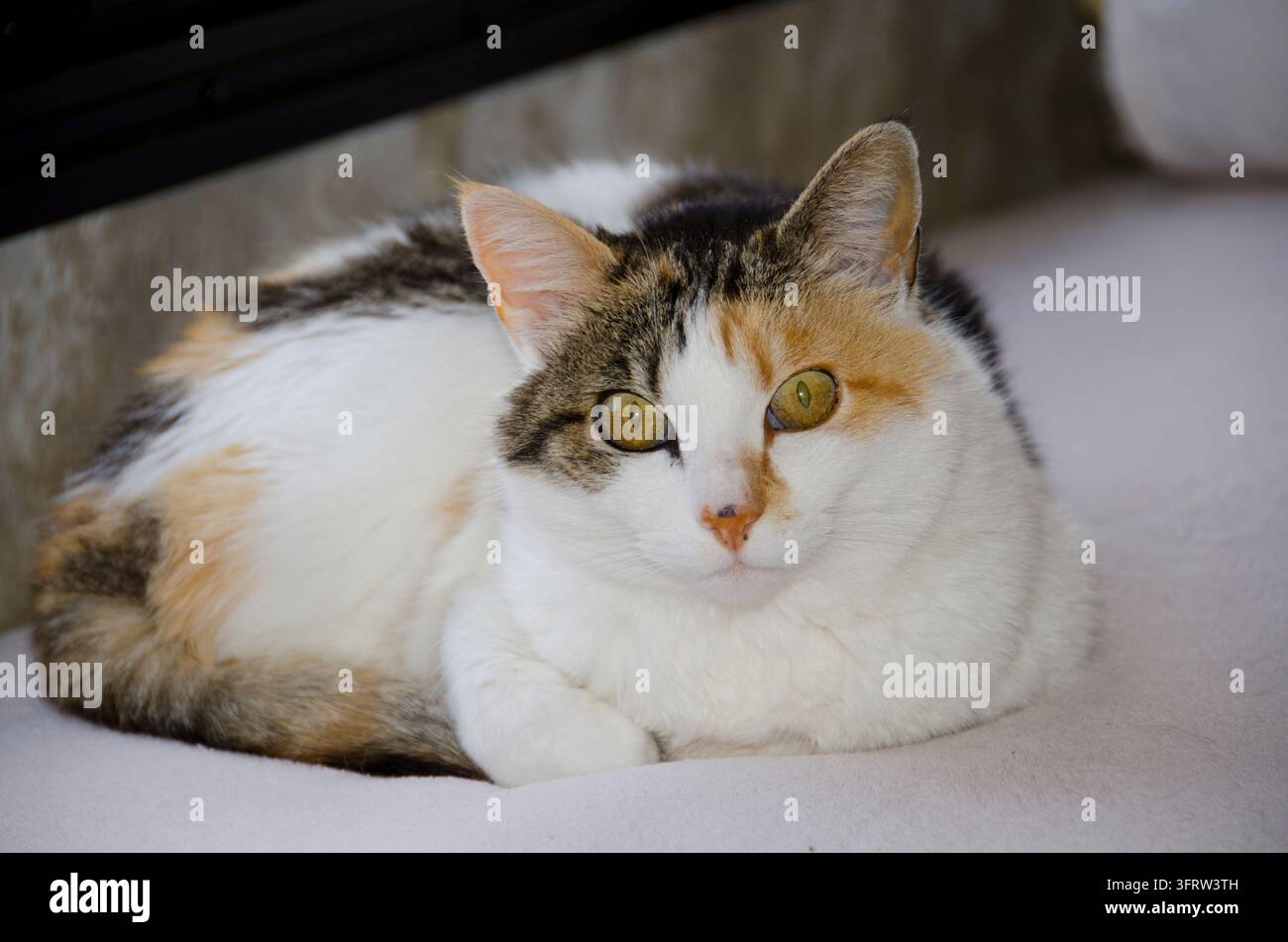 Diese Kaliko-Katze schaut direkt in die Kamera, ihre goldenen Augen faszinieren den Betrachter. Stockfoto