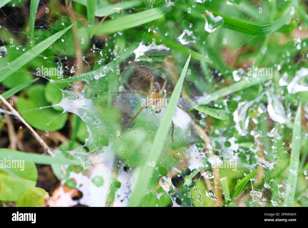 Extreme Nahaufnahme einer achtbeinigen Spinne in ihrem natürlichen feuchten Lebensraum nach dem Regen Stockfoto