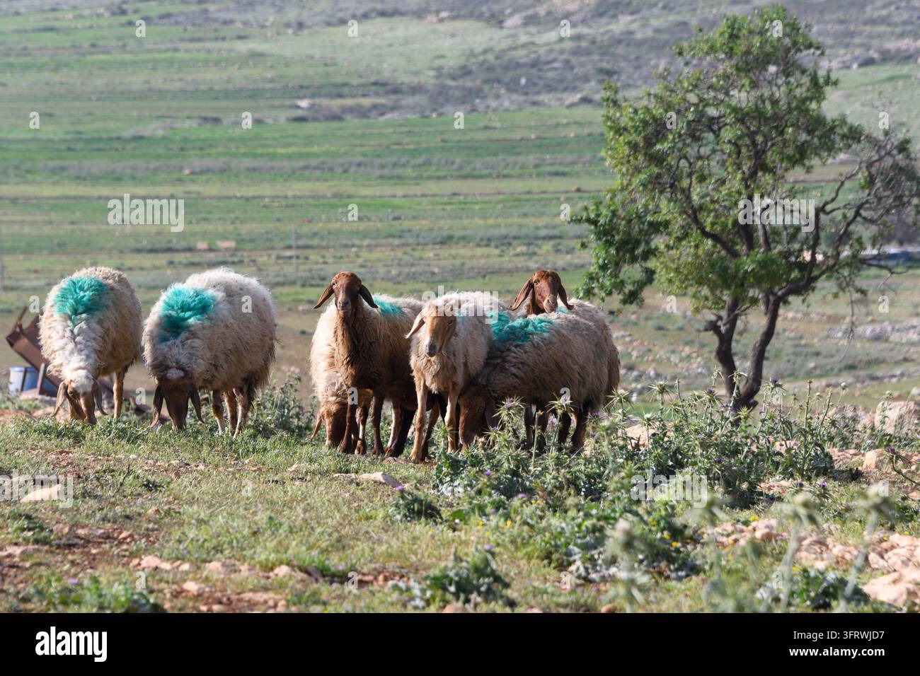 Schafe grasen in der Nähe von palästinensischem Ackerland im besetzten Westjordanland, vor dem Hintergrund von Spannungen zwischen israelischen Siedlern und lokalen palästinensischen Bewohnern. Stockfoto