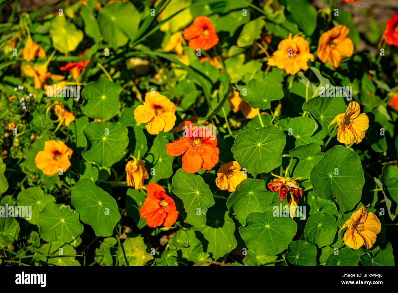 Helle orange und gelbe Kapuzinerkresse-Blüten, die in einem Garten blühen Stockfoto
