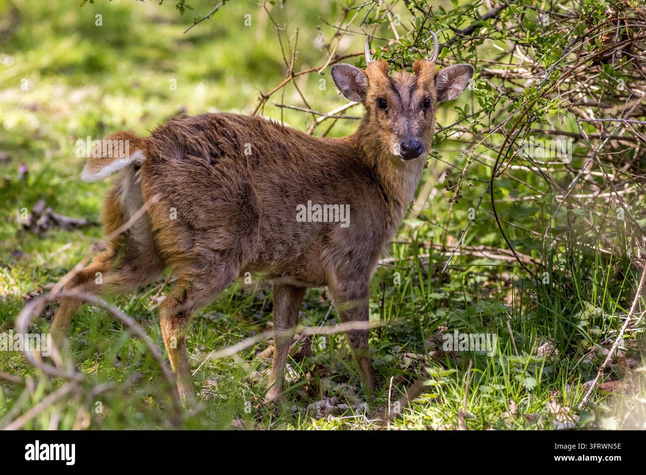 Ein männlicher Reeves-Muntjak steht zwischen Gras und belaubten Ästen, schaut mit kurzen Geweihen, dunklen Gesichtszeichnungen und einem struppigen Braun zur Kamera Stockfoto