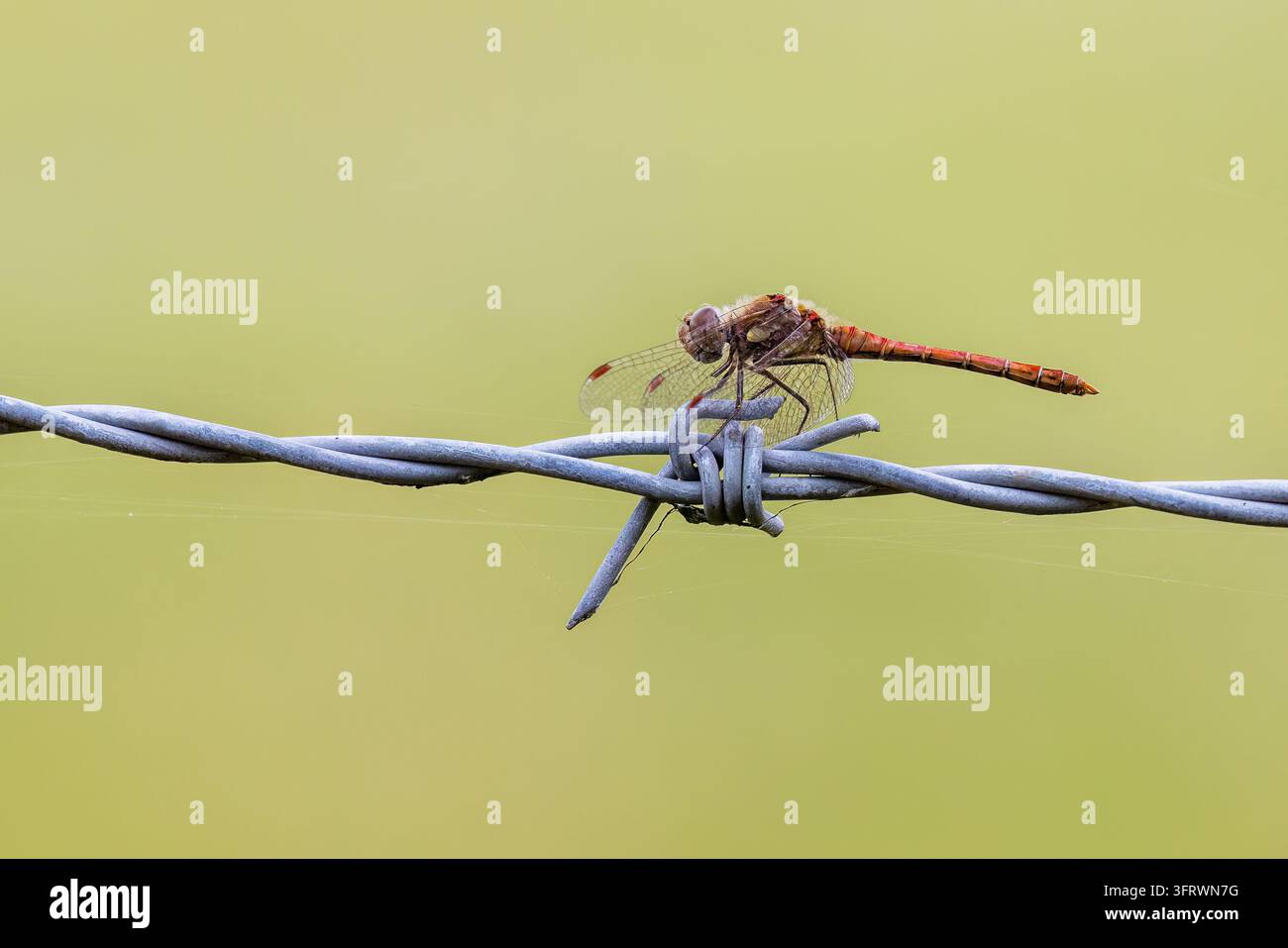 Gemeiner Sonnenröschen (Sympetrum striolatum) auf Stacheldraht. Stockfoto