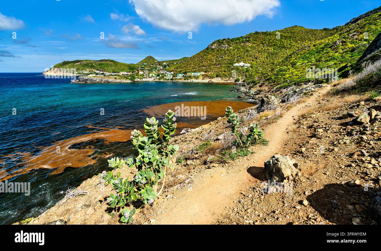 Pittoresker Wanderweg windet sich entlang der felsigen Küste mit Blick auf das türkisfarbene Wasser von Petite Anse in Saint-Barthélemy, Französisch-Karibik Stockfoto