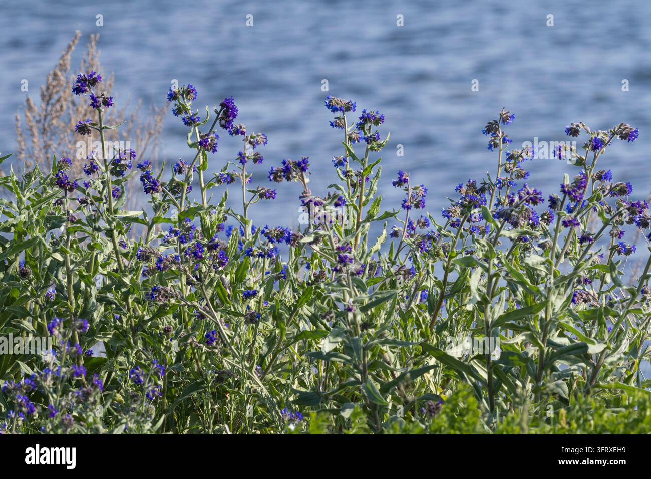 Gewöhnliche Ochsenzunge, Gemeine Ochsenzunge, Ochsenzunge, Anchusa officinalis, Common Bugloss, Bugloss, Alkanet, common alkanet, La Buglosse officina Stockfoto