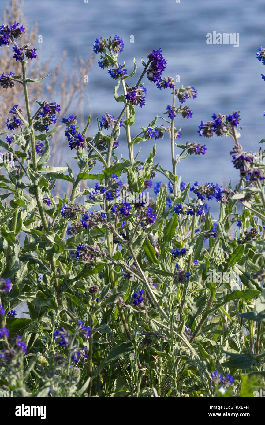 Gewöhnliche Ochsenzunge, Gemeine Ochsenzunge, Ochsenzunge, Anchusa officinalis, Common Bugloss, Bugloss, Alkanet, common alkanet, La Buglosse officina Stockfoto