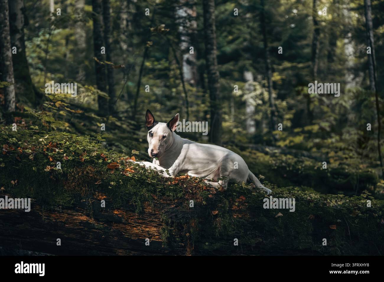 Weißer Bullterrier liegt auf moosigem Boden, umgeben von tiefgrünen Wald Bäumen. Hochwertiges Foto Stockfoto