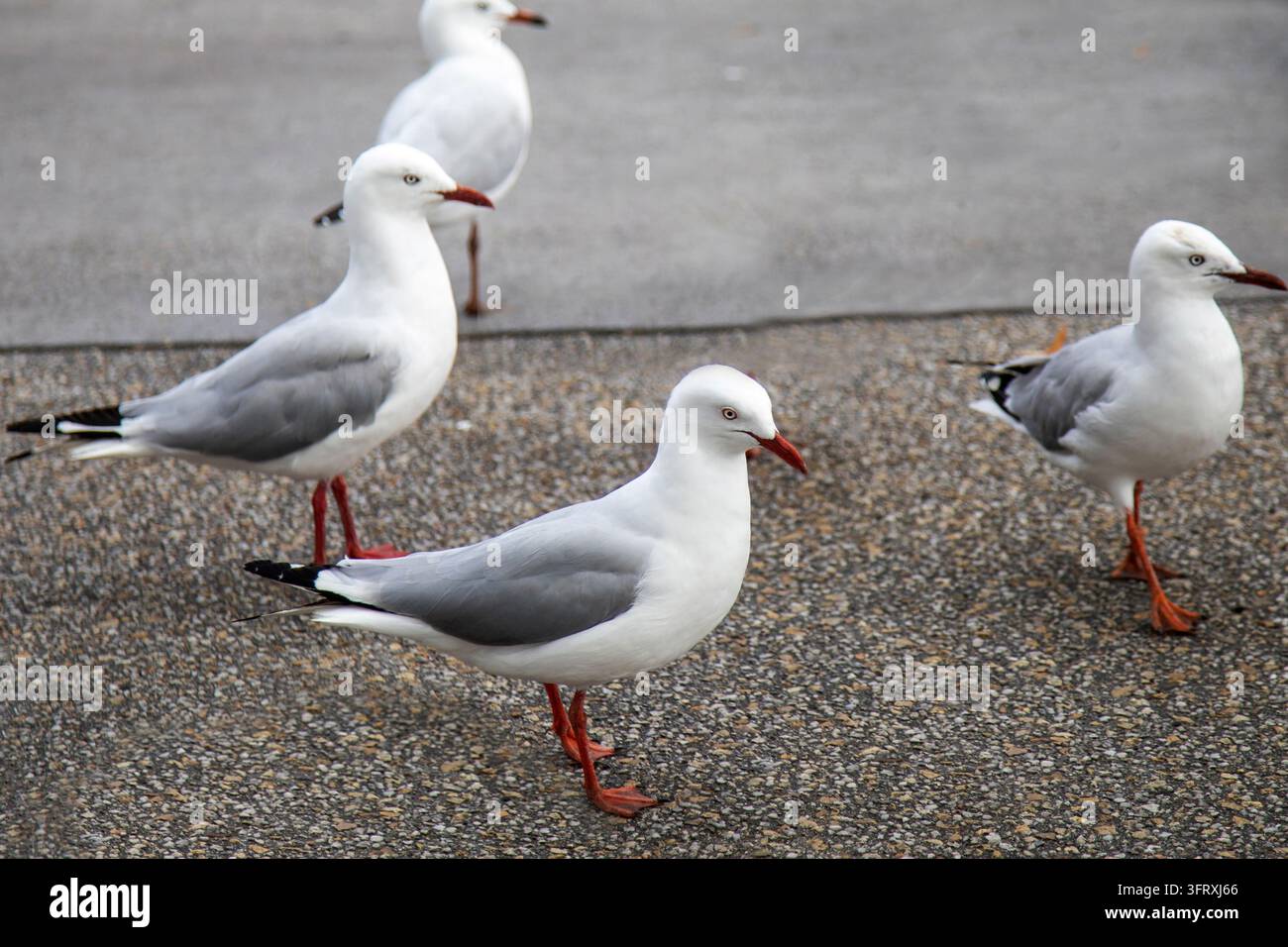Schwarm von Silbermöwen (Chroicocephalus novaehollandiae) steht auf einem Gehweg in Tasmanien, Australien. Nahaufnahme von australischen Möwen mit leuchtend rotem Stockfoto