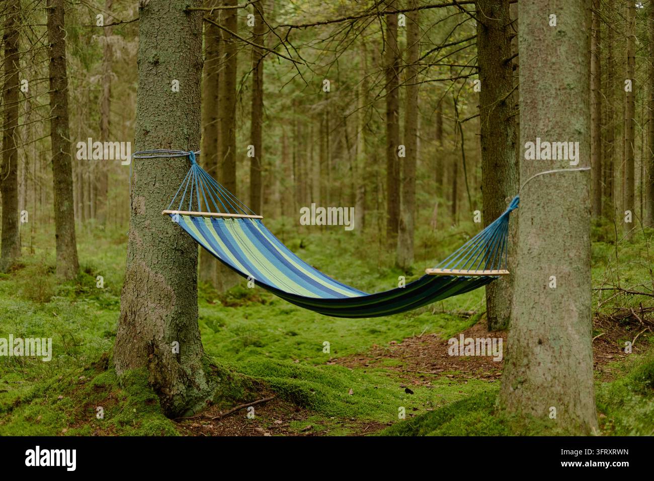 Hängematte zwischen Bäumen im grünen Wald zum Entspannen Stockfoto