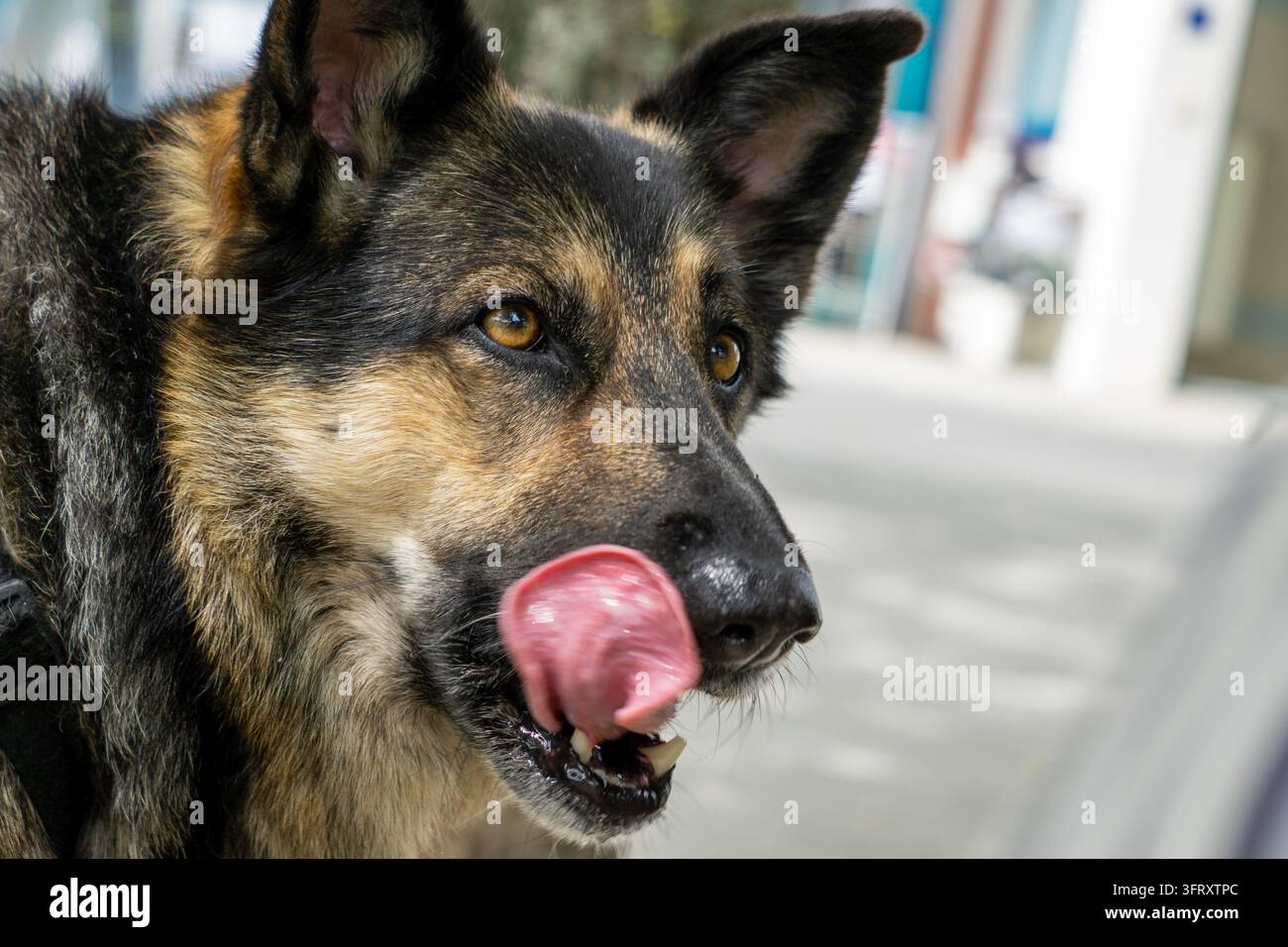 Deutscher Schäferhund zeigt seine Zunge Stockfoto