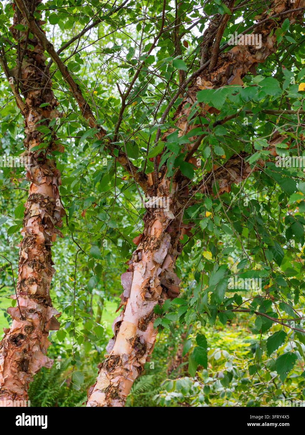 Betula nigra, die schwarze Birke, Flussbirke oder Wasserbirke Stockfoto