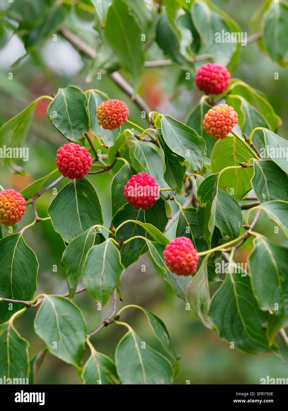 Cornus kousa 'China Girl' (Chinesischer Hartriegel) Stockfoto