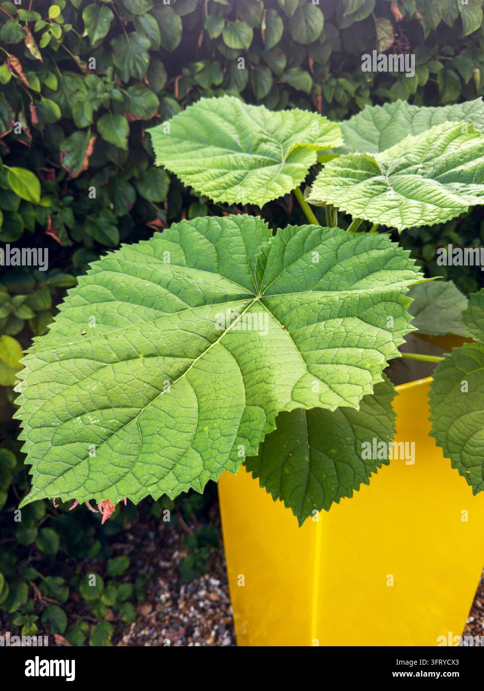 Invasive Pflanze - Prinzessinnen- oder Kaiserbaum (Paulownia tomentosa). Ein schnell wachsender Baum mit einer schädlichen Wurzelstruktur. Stockfoto