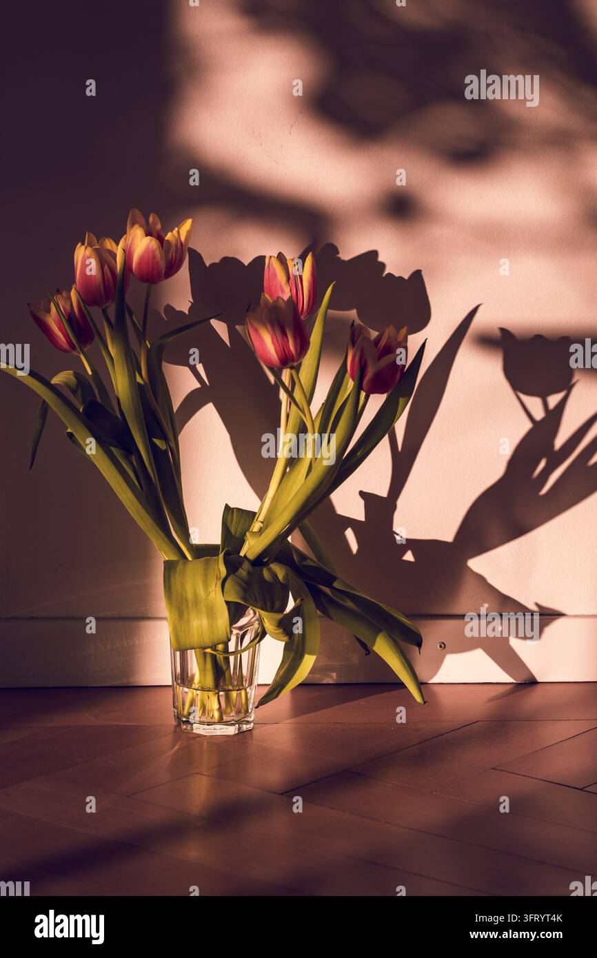 Frühlingstulpen in einer Glasvase mit dramatischem Licht- und Schattenspiel Stockfoto