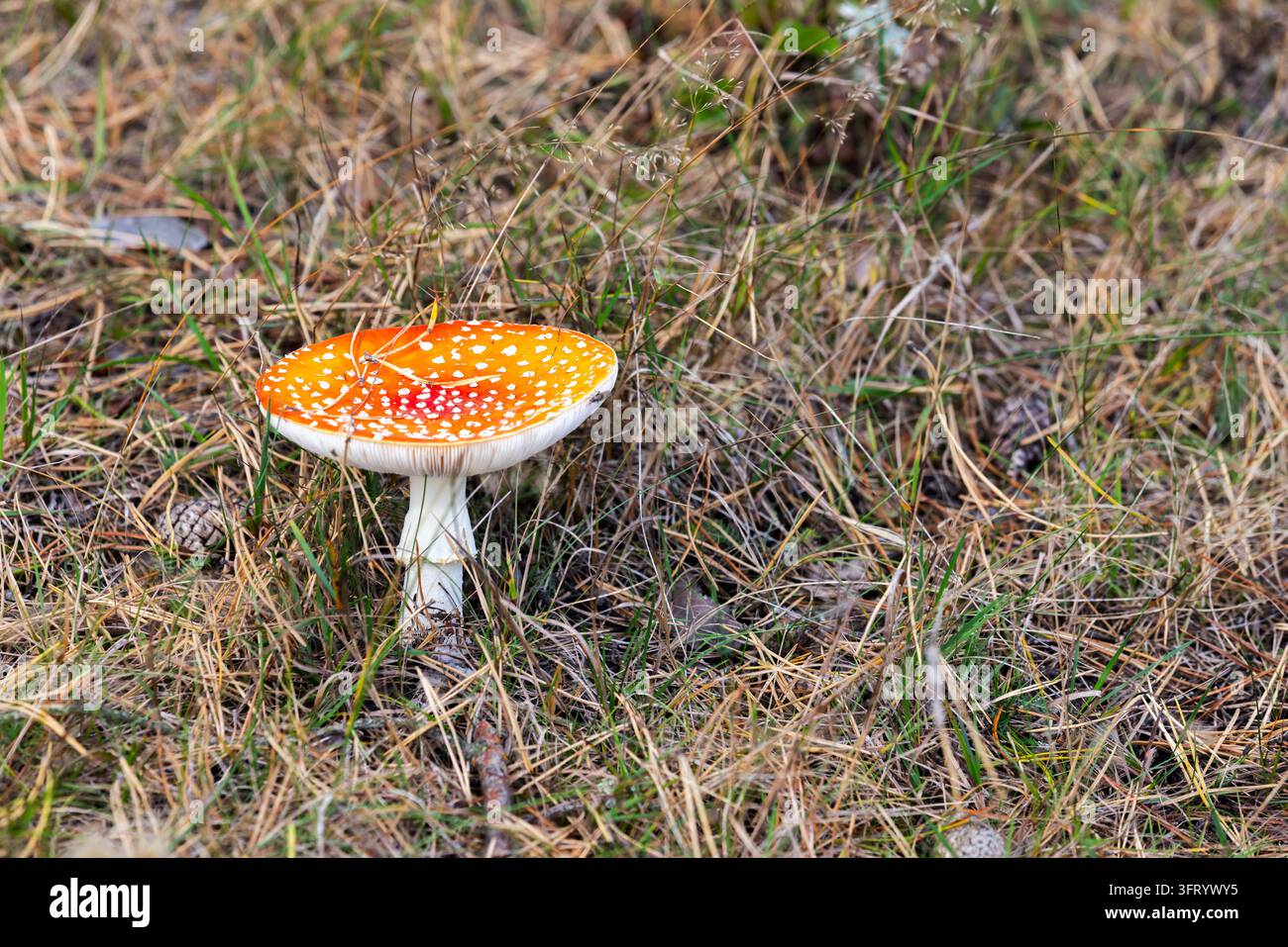 Helloranger Fliegenpilz Amanita muscaria mit weißen Warzen steht einsam zwischen trockenem Gras und Kiefernnadeln und bietet ein lebhaftes, herbstliches Motiv für na Stockfoto
