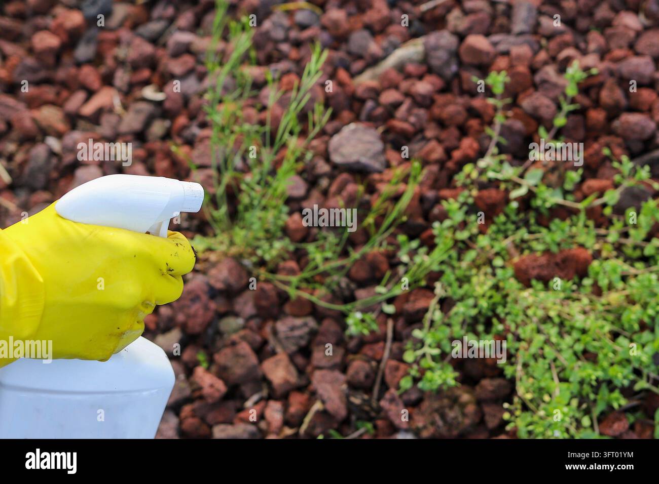 Ein Gärtner hält eine Flasche Unkrautvernichtungsspray in der Hand Stockfoto