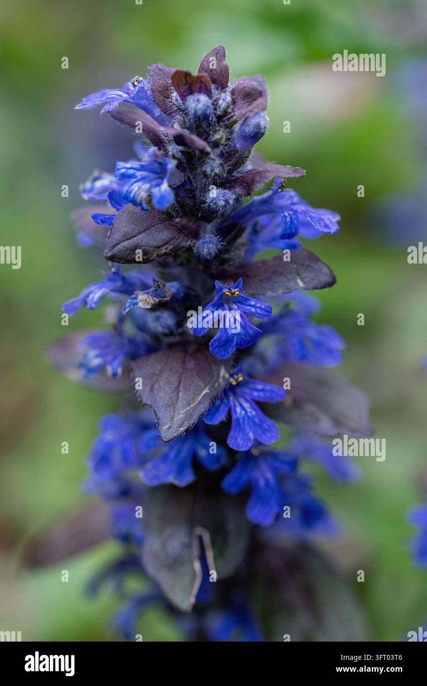 Nahaufnahme von Ajuga reptans, auch bekannt als Bugle, Blauer Bugle, Buglekraut, Buglegras, Teppichkraut, Teppich-Buglegras und Gewöhnlicher Bugle Stockfoto