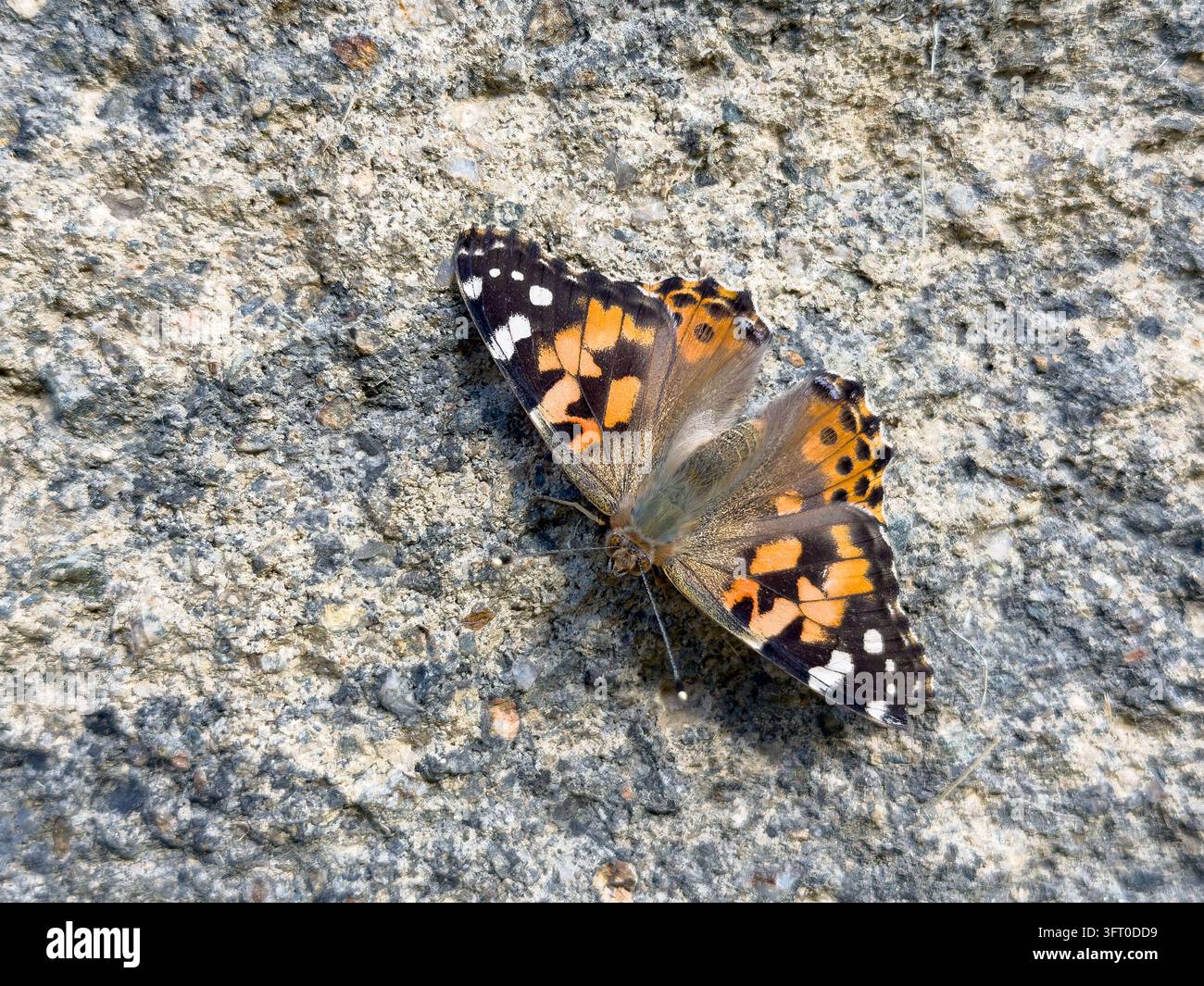 Malvefalter Vanessa cardui orange-schwarze Flügel Betonsteinoberfläche Stockfoto