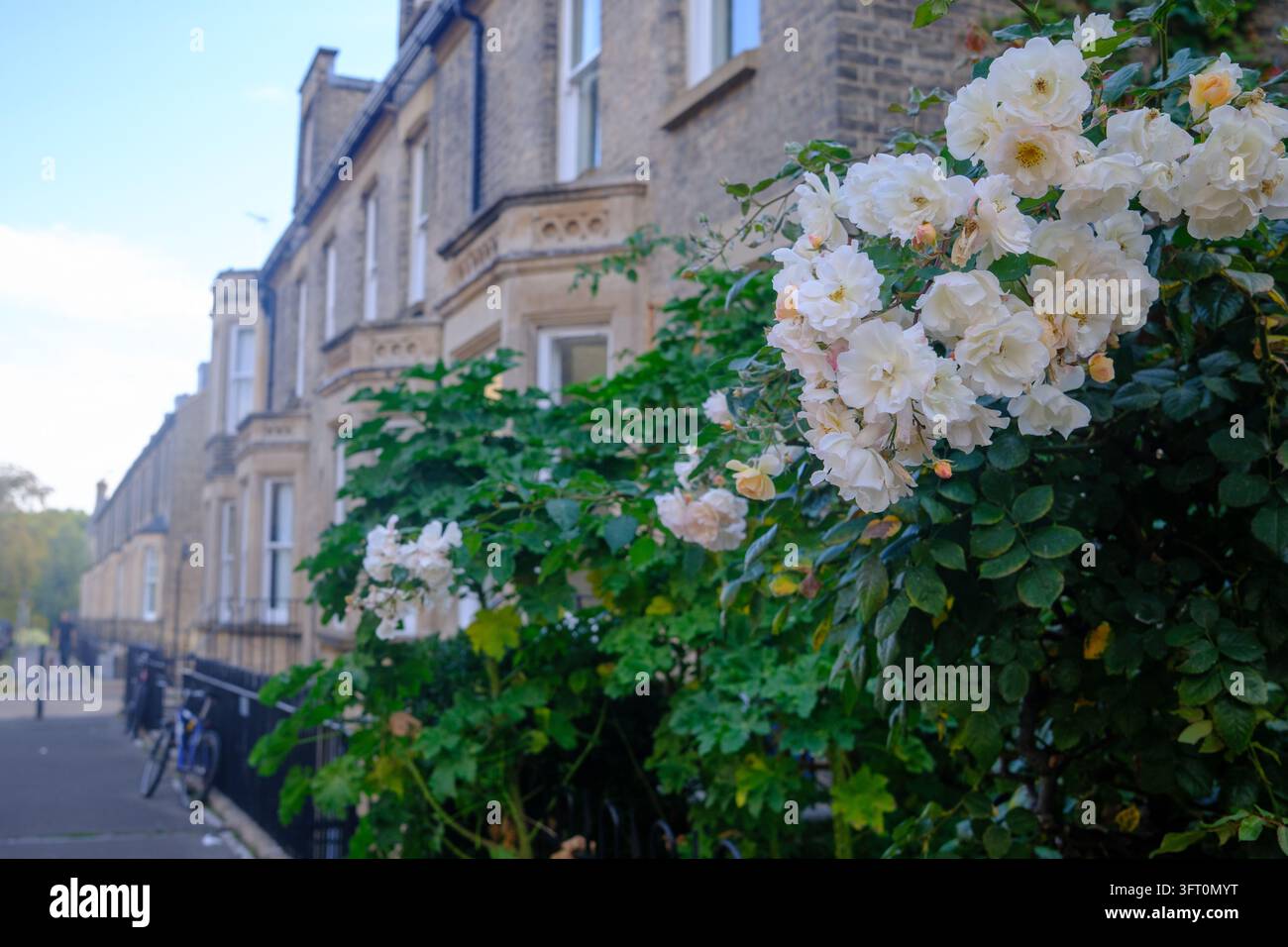 Rosen in einer hübschen Wohnstraße in Cambridge Stockfoto