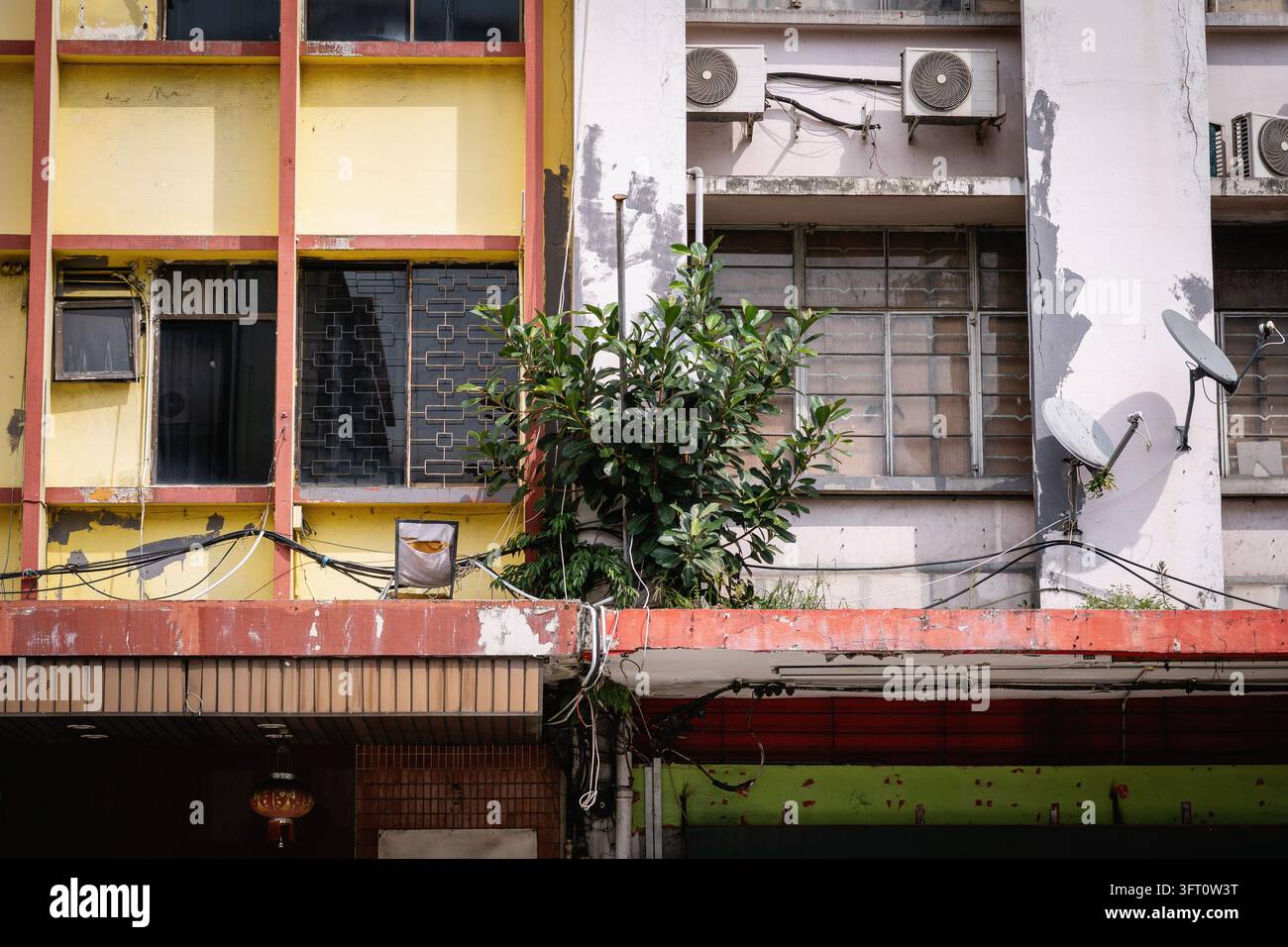 Grüner Baum, der spontan an der Außenfassade eines verwitterten städtischen asiatischen Gebäudes wächst. Stockfoto