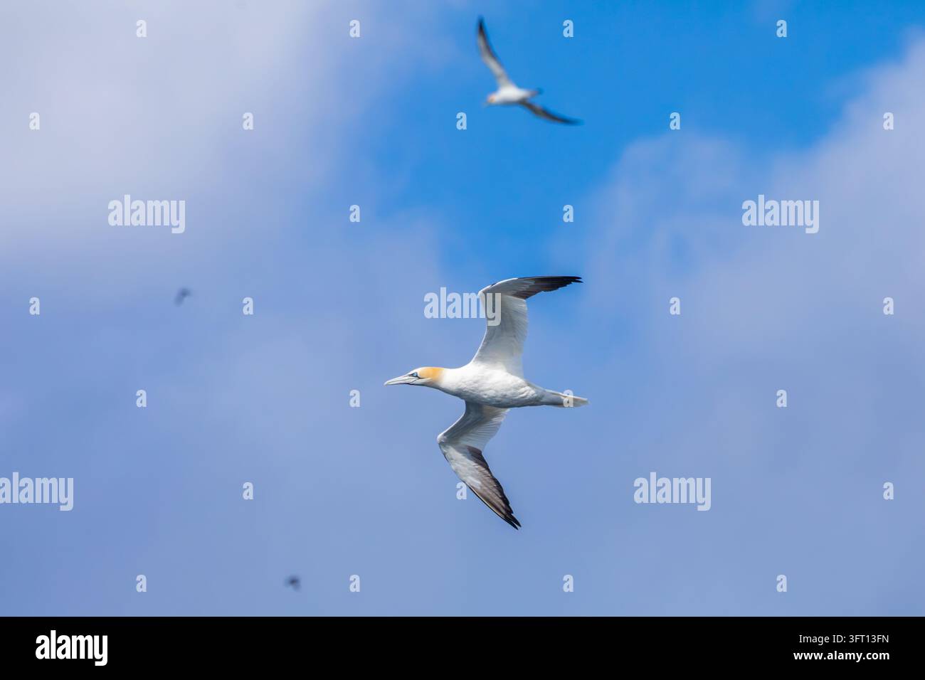 Nordseemöwen (Morus bassanus) fliegen über die Barentssee in der Nähe der Gjesværstappan-Inseln vor Nordnorwegen. Stockfoto