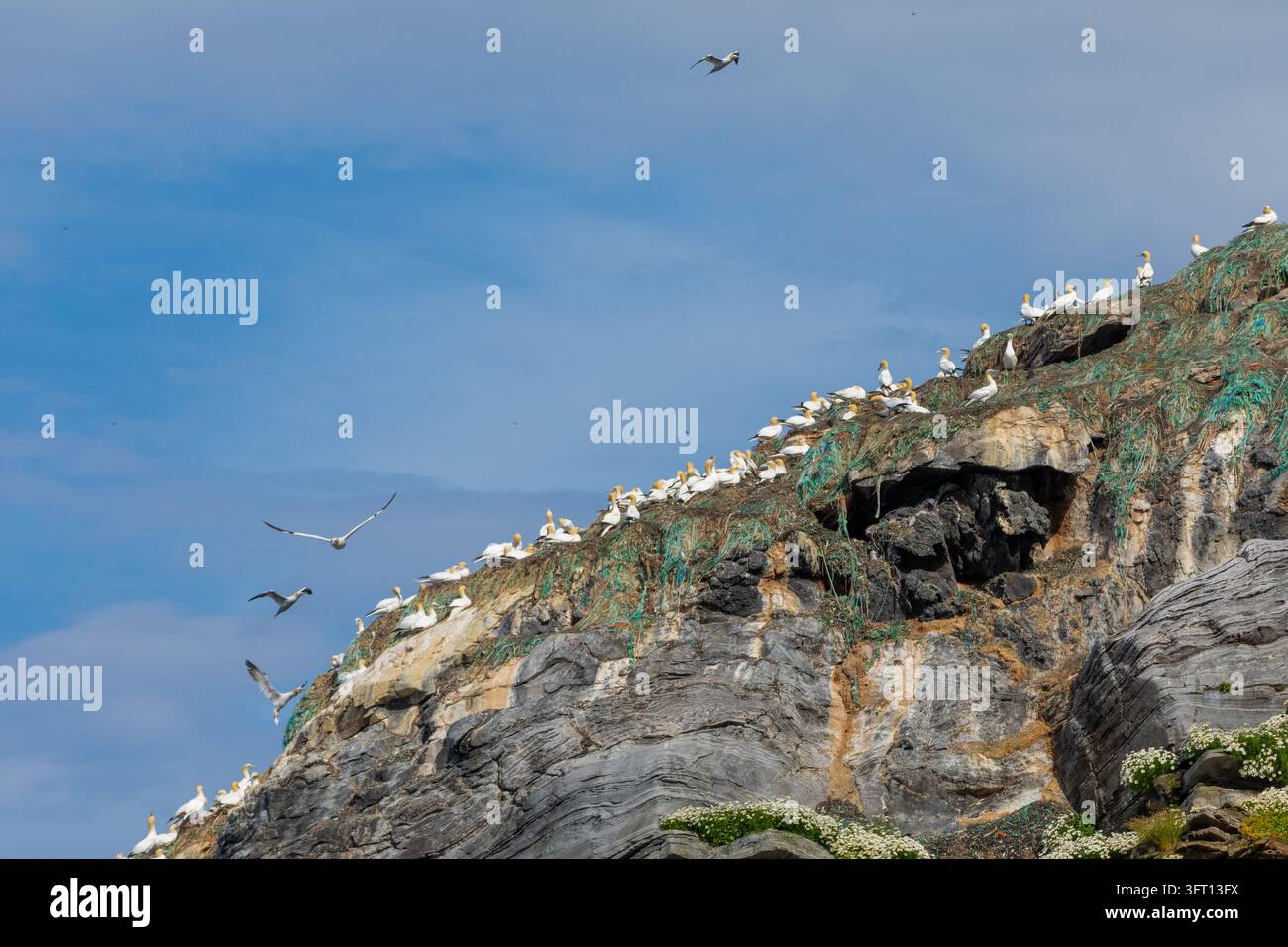 Eine Kolonie von Nordseemöwen (Morus bassanus) auf der Insel Gjesværstappan an der Küste der Barentssee vor der Nordküste Norwegens. Stockfoto