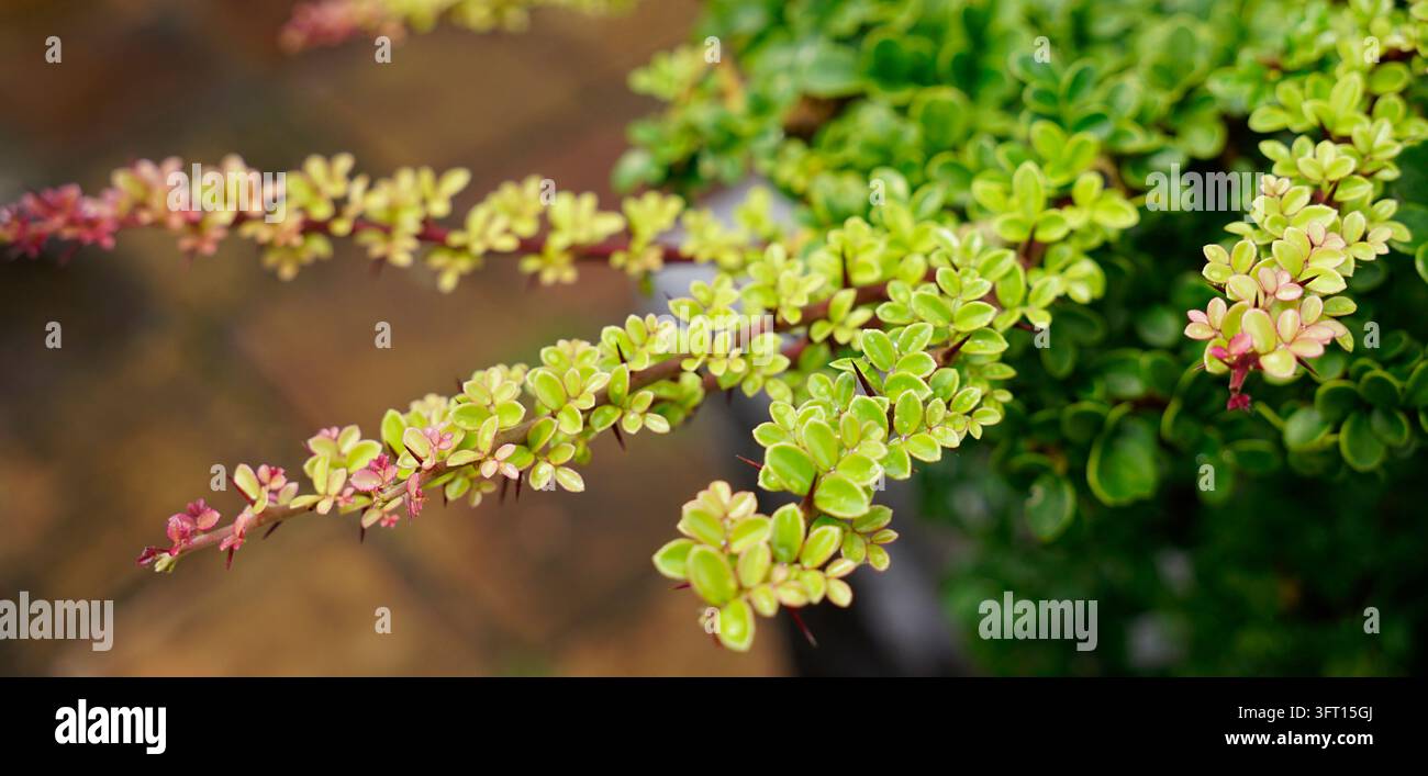 Hintergrund aus Japanischen Spindelzweigen mit neuem Laub Stockfoto