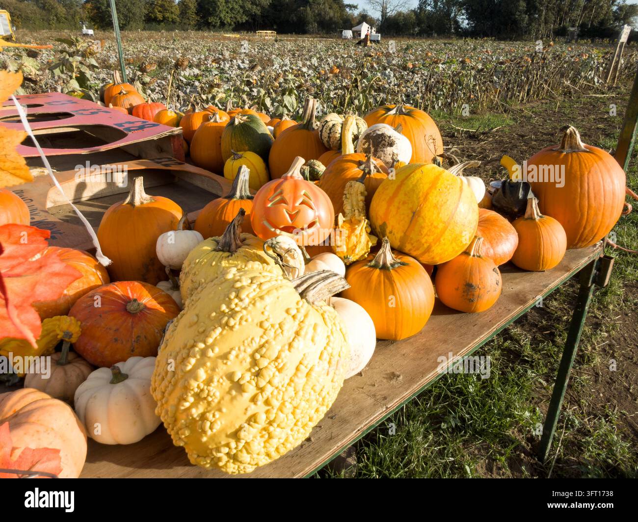 Gestreifte und gesprenkelte Zierkürbisse mit einem einzelnen orangefarbenen Kürbis im Vordergrund, ausgestellt auf einem Bauernhof in Kent, England, UK. Aufgenommen am 20. Oktober Stockfoto