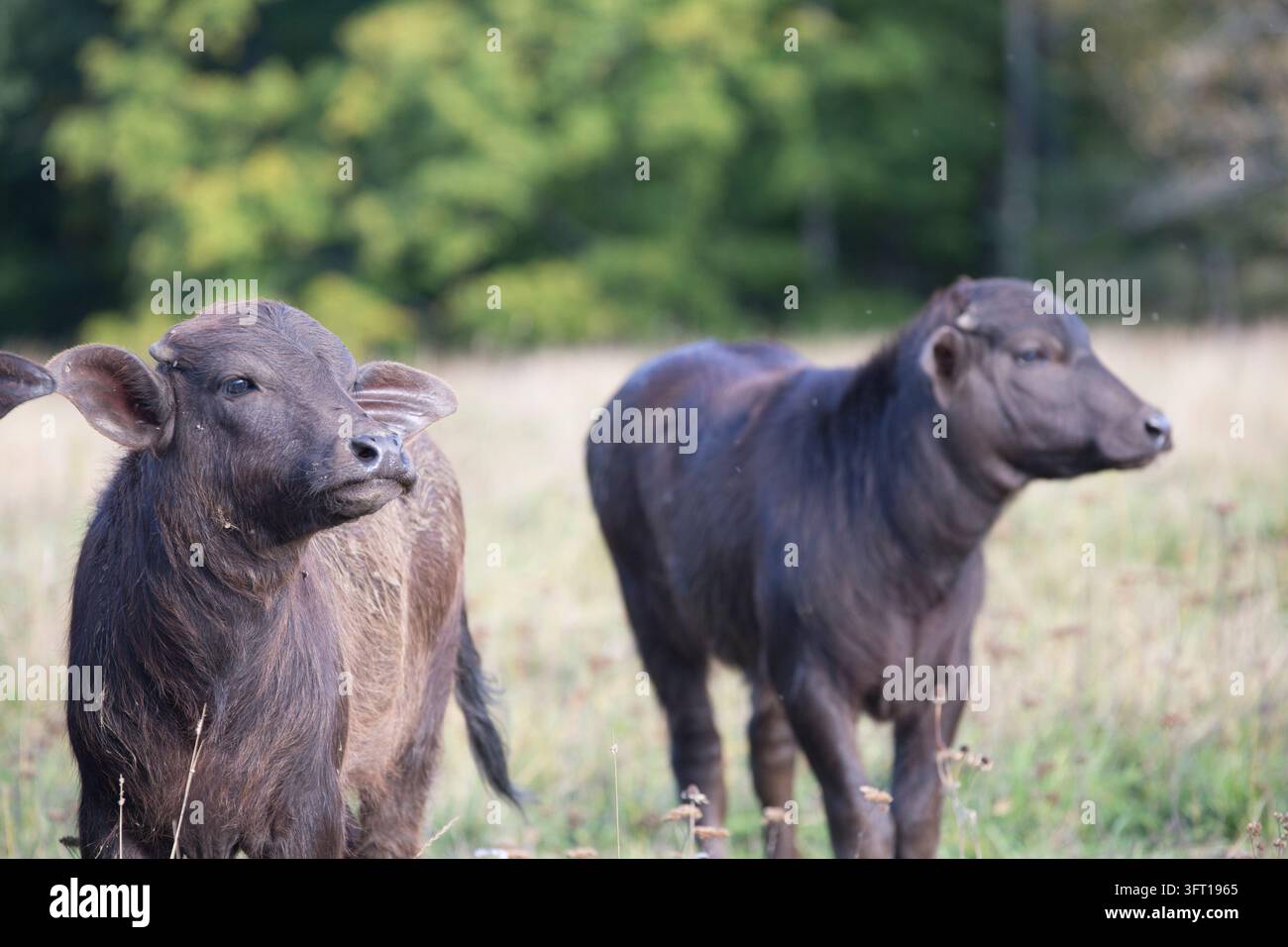 Wasserbüffel auf einem Feld Stockfoto
