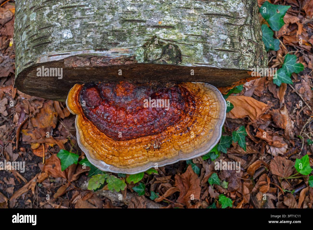 Rotbänderiger Pilz / rotbänderige Leiste (Fomitopsis pinicola), Stammfäulepilz, der am abgeschnittenen Ende einer Birke im Wald im Herbst wächst Stockfoto