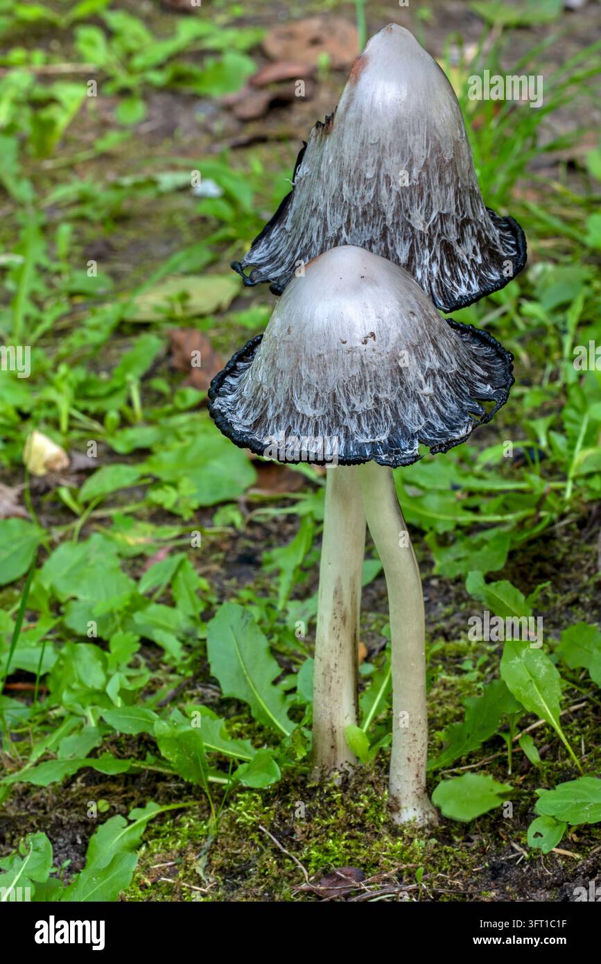 Zottiger Tintenkappen / Anwaltsperücke / zottige Mähne (Coprinus comatus) im Auflösungsstadium der Fruchtkörper im Herbst Stockfoto