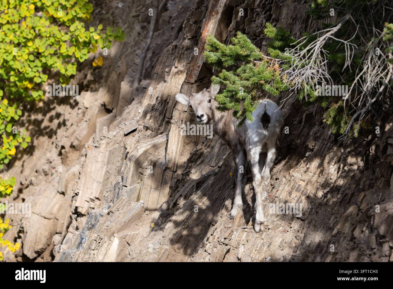 Ein junges Bergziegenbaby entlang einer steilen Felswand in seinem natürlichen Berglebensraum Stockfoto