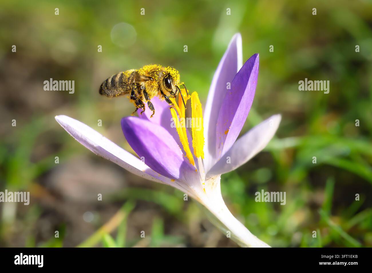 Honigbiene sammelt Pollen aus den gelben Staubfäden einer offenen violetten Krokusblüte in einem Garten. Nahaufnahme eines Naturbildes, das das bestäubende Insekt zeigt Stockfoto