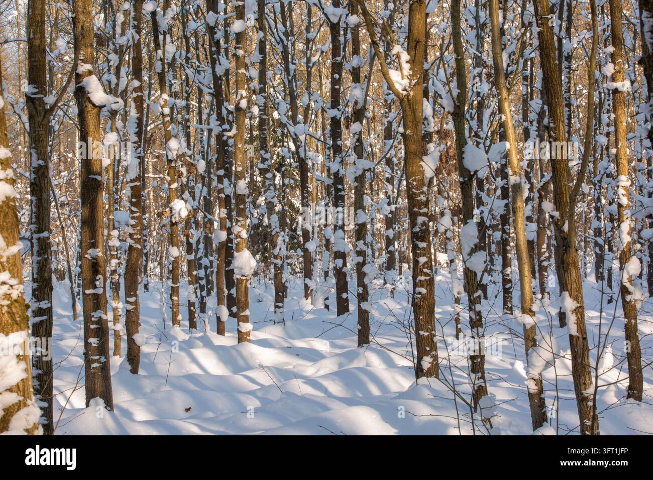 Blick auf einen schneebedeckten Wald, wobei das Sonnenlicht lange Schatten auf den weißen Boden wirft und Schnee an den Baumstämmen in Dwukoly, Ermland-Masuren haftet Stockfoto
