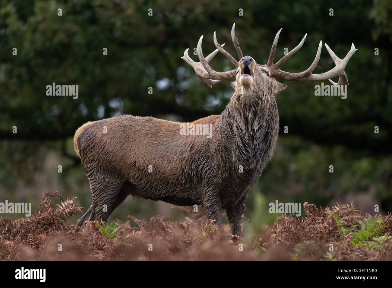 Großer Rothirsch (Cervus elaphus) brüllt nach seinen Hinden Stockfoto