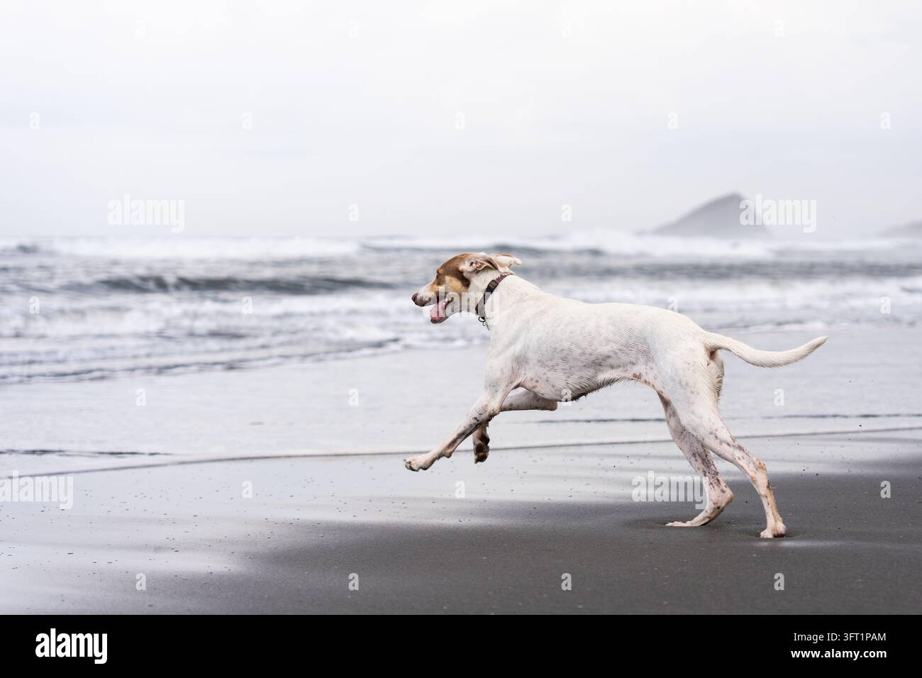 Ein weißer und brauner Hund rennt an einem hundefreundlichen Strand in Asturien, Spanien, von der Seite gesehen, mit Wellen und einer felsigen Insel im Hintergrund. Stockfoto