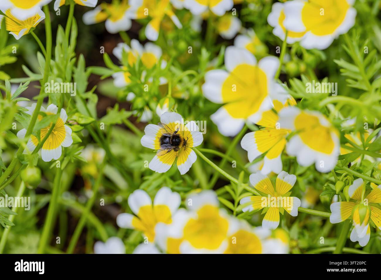 Dunkle Hummel ernährt sich von Nektar inmitten einer Masse weißer und gelber Limnanthes-douglasii-Blüten und veranschaulicht bestäuberfreundliche Begleitbepflanzung und Wildwuchs Stockfoto