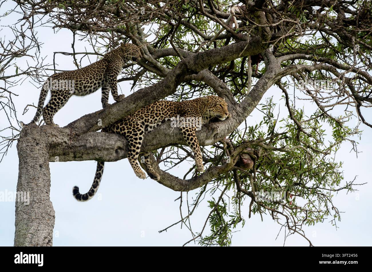 Leoparden entspannen sich auf einem Ast. Stockfoto