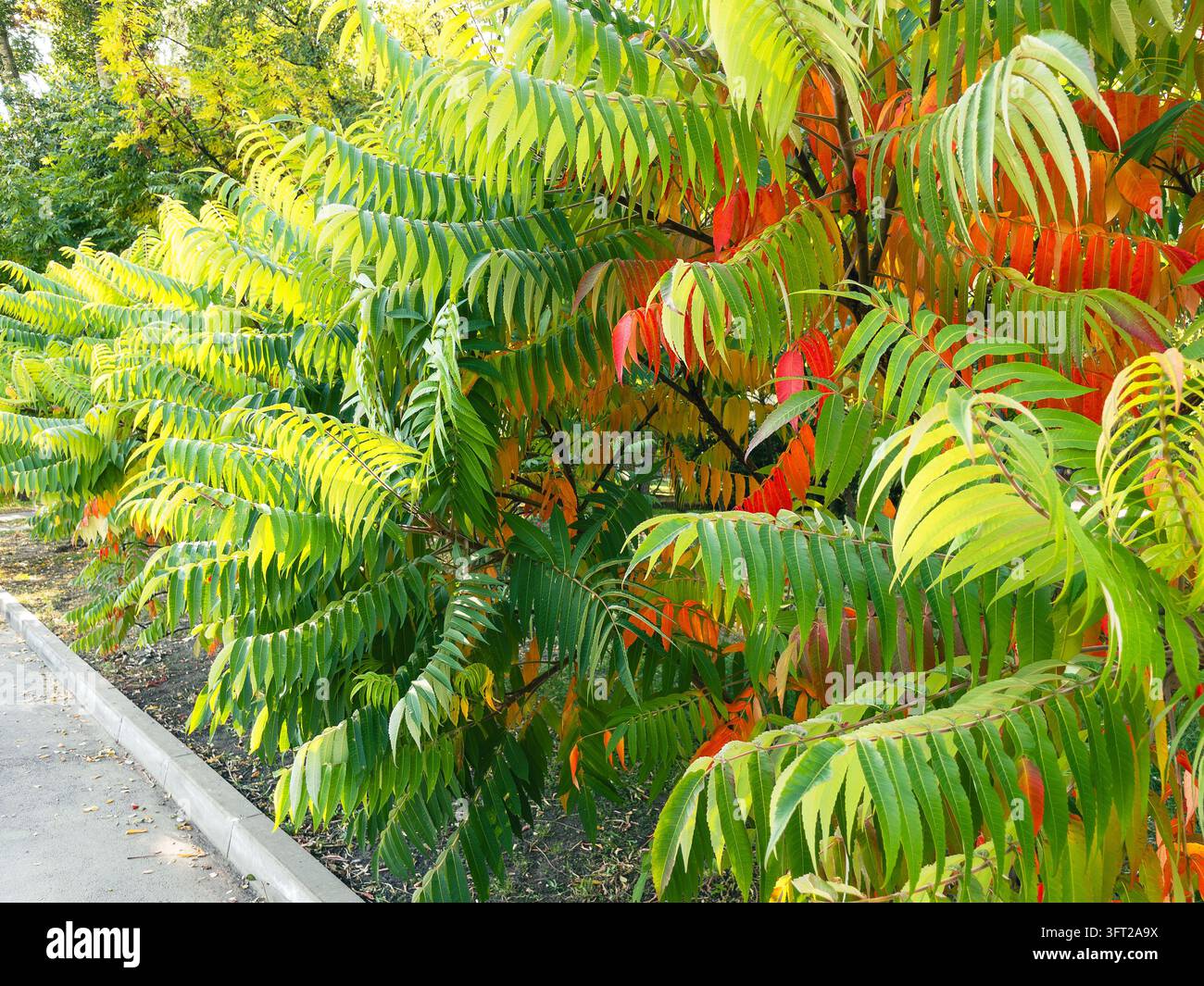 Staghorn-Sumach-Strauch zeigt lebendiges Herbstlaub im Stadtpark Stockfoto
