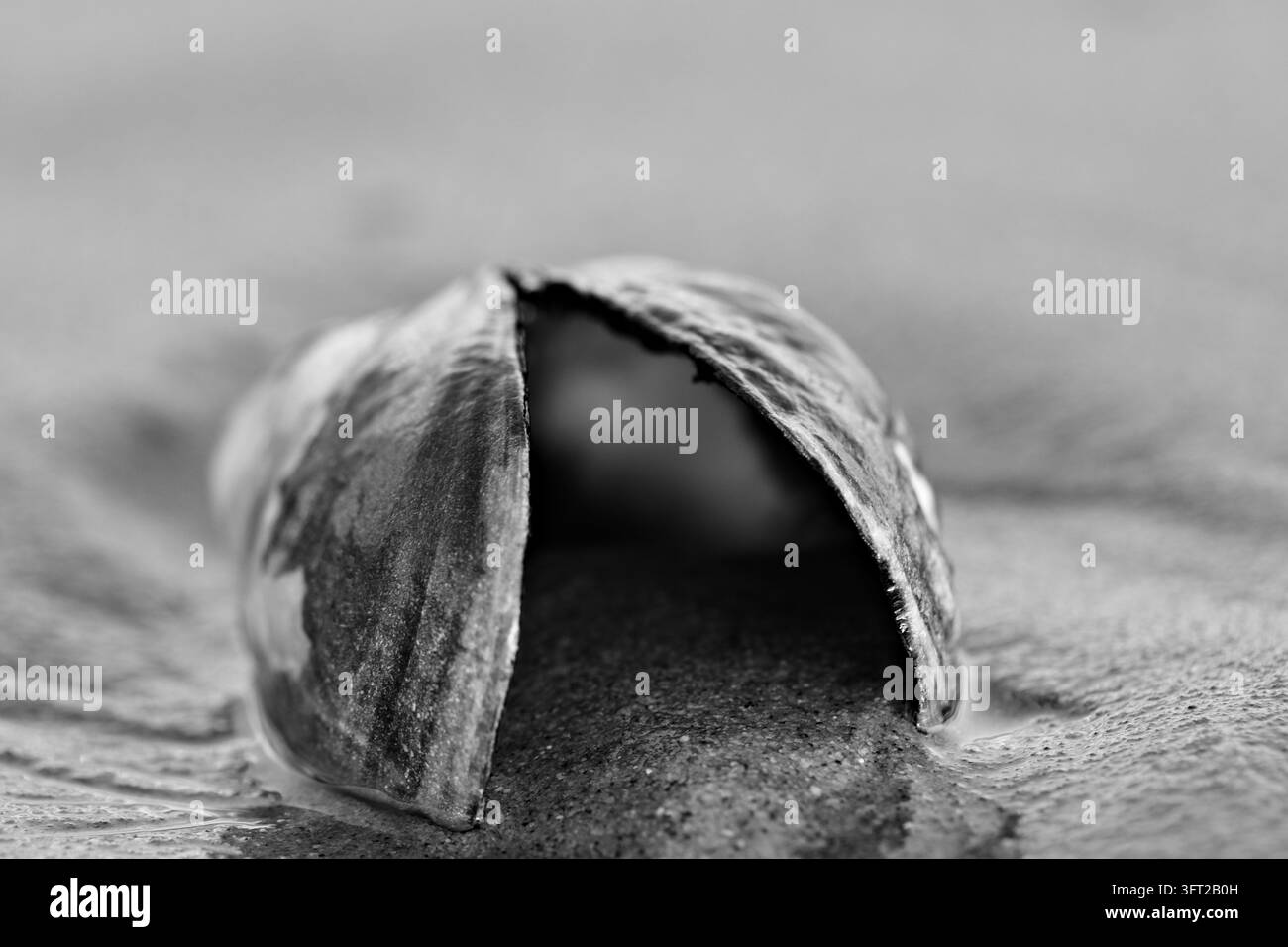 Eine geöffnete, verwitterte Muschel liegt auf nassem Strandsand und zeigt gebogene Kanten, strukturierte Oberflächen und schärfengefokuste KüstenDetails. Stockfoto