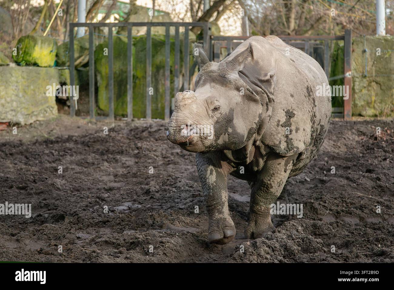 Junger Indischer Nashorn steht auf nassem schlammigem Gelände, umgeben von natürlichem Gehege und Grün im Freien. Stockfoto
