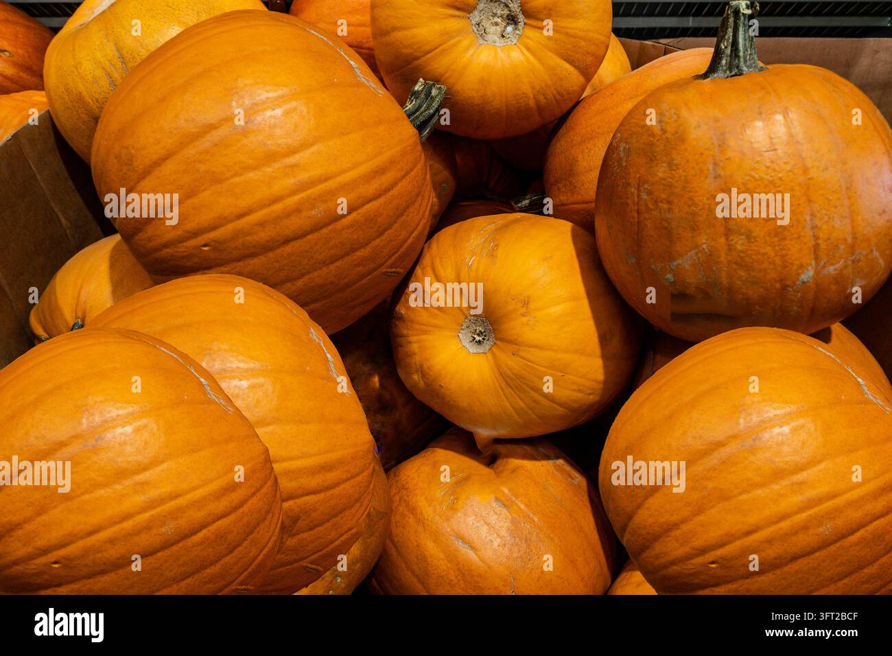 Große orangefarbene Kürbisse füllen ein Pappdisplay in einem Geschäft in Irland, zeigen Stiele, runde Formen und glatte gerippte Schalen. Stockfoto