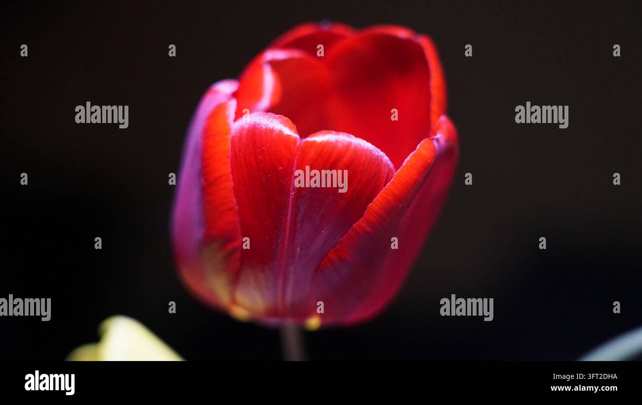 Nahaufnahme-Makrofotografie einer leuchtend roten und orangefarbenen Tulpenblüte in voller Blüte, isoliert vor einem dramatischen dunklen Hintergrund. Stockfoto